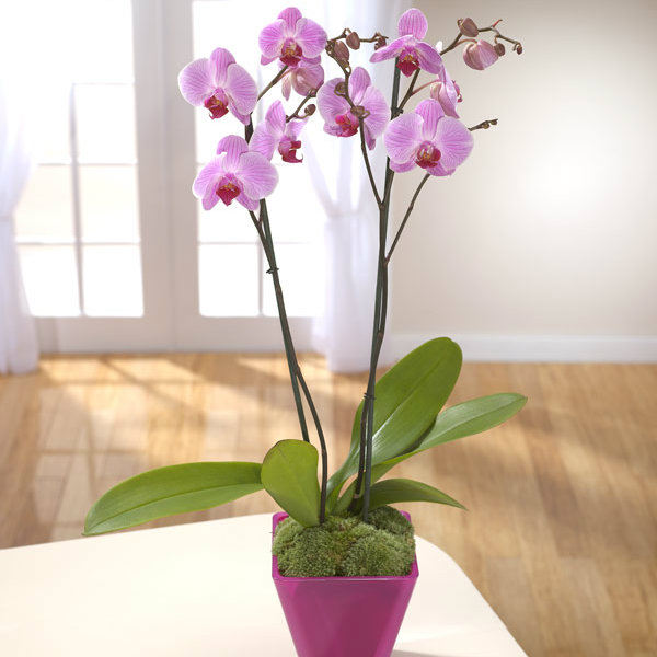 Orquídea Phalaenopsis rosada