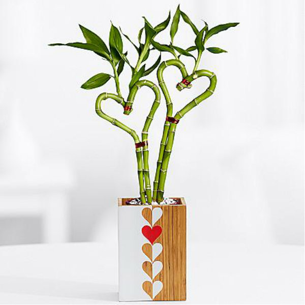 Doble el amor de bambú