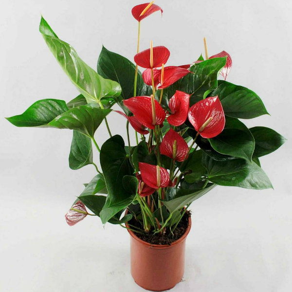 Anthurium