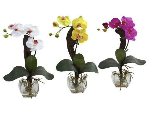 Phalaenopsis 