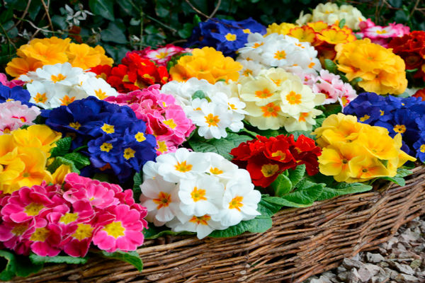 7 Salvaje Temprano Flores de primavera para su jardín - Qflores