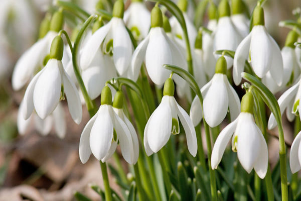 Campanilla de febrero