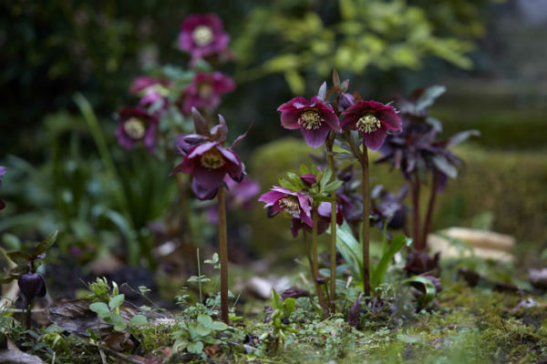Eléboro (Lenten Rose)