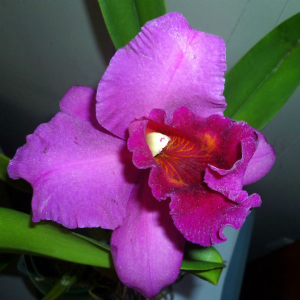 Orquídea Cattleya