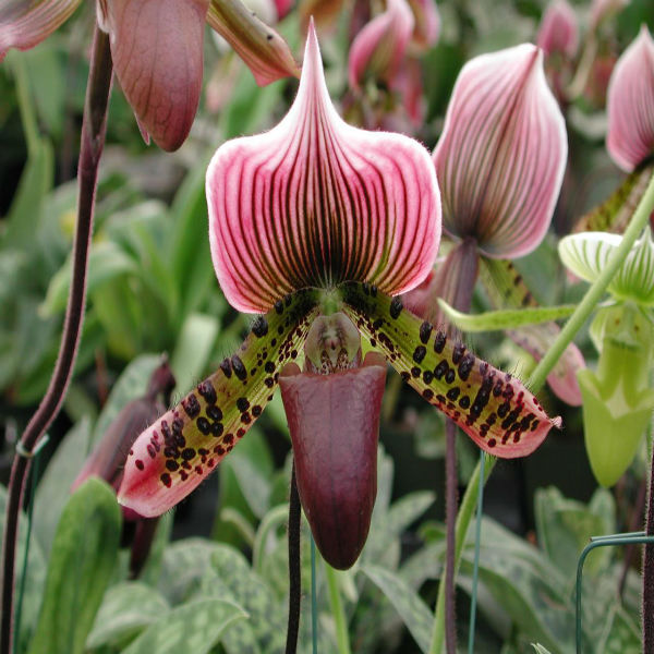 Orquídea Paphiopedilum