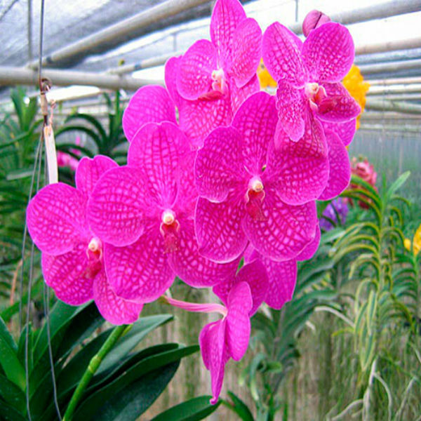 Orquídeas Vanda