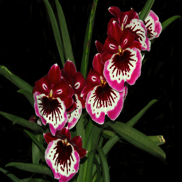 Orquídea Miltonia