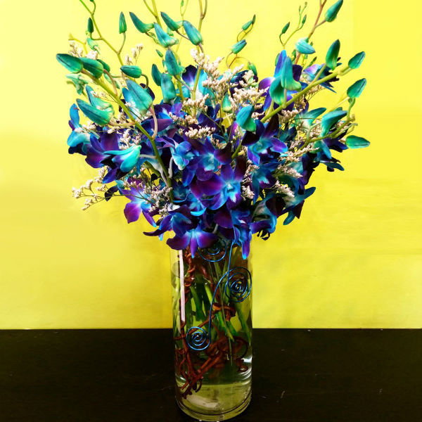 Orquídea Dendrobium