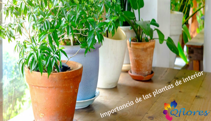 Beneficios de salud y estilo de vida de tener plantas en casa