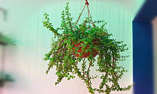 Colgando las plantas podadas