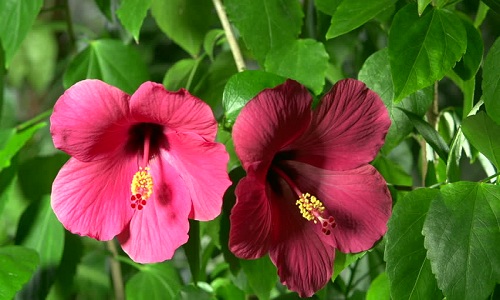 Hibisco