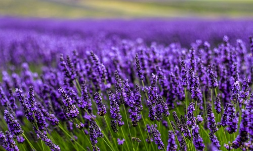 lavanda