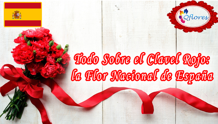 Todo Sobre el Clavel Rojo: la Flor Nacional de España - Qflores