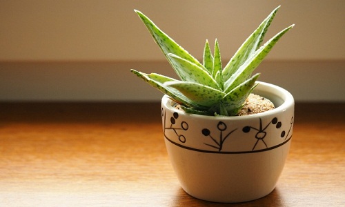 aloevera
