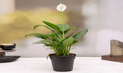 peace lily