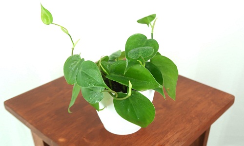 heartleaf plant