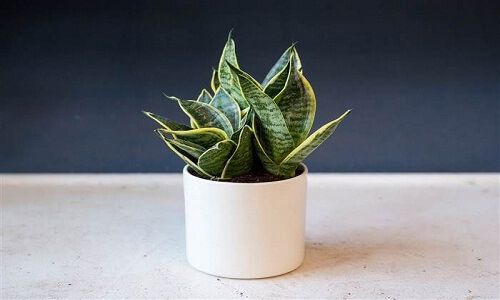 snake plant