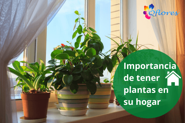 Importancia de tener plantas en tu hogar