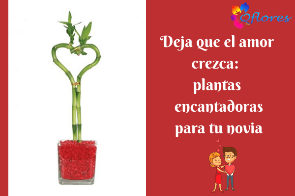 Deja que el amor crezca: plantas encantadoras para tu novia