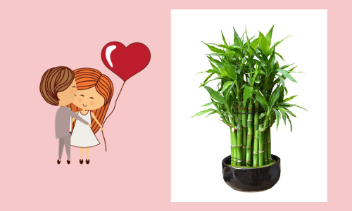 lucky bamboo
