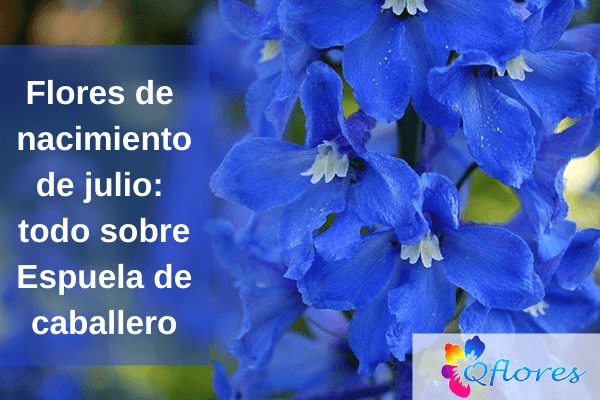 Flores de nacimiento de julio: todo sobre Espuela de caballero