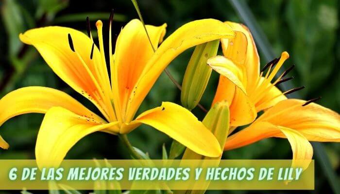 6 de las mejores verdades y hechos de lirio