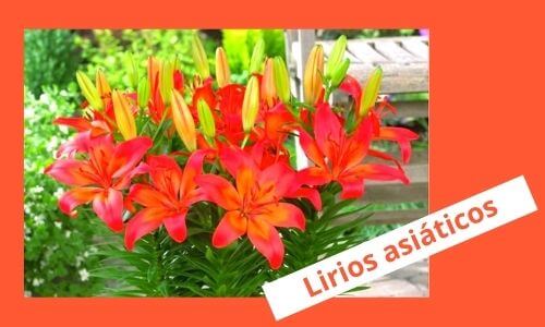 asiatic lily