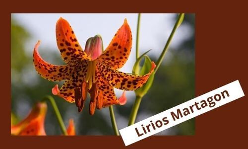 martagon lily