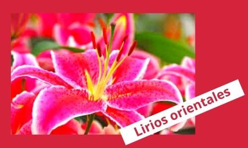 oriental lily