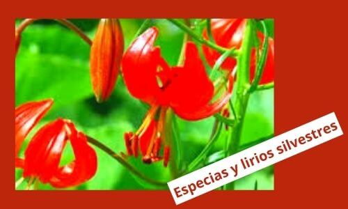 spices and wild lily