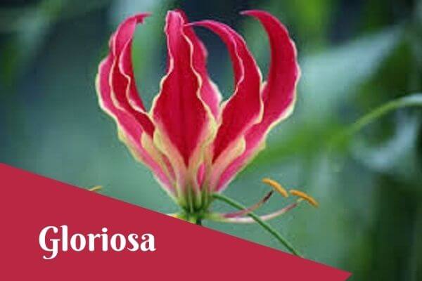 gloriosa