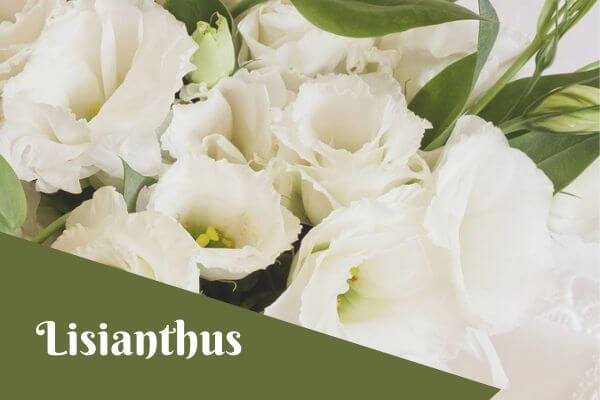 lisianthus flower
