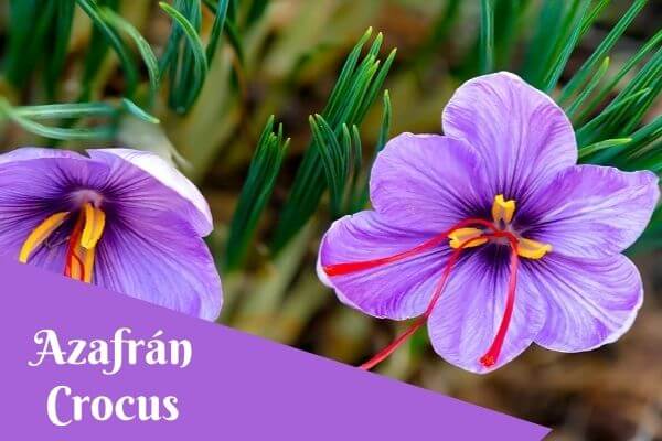 saffron crocus flower