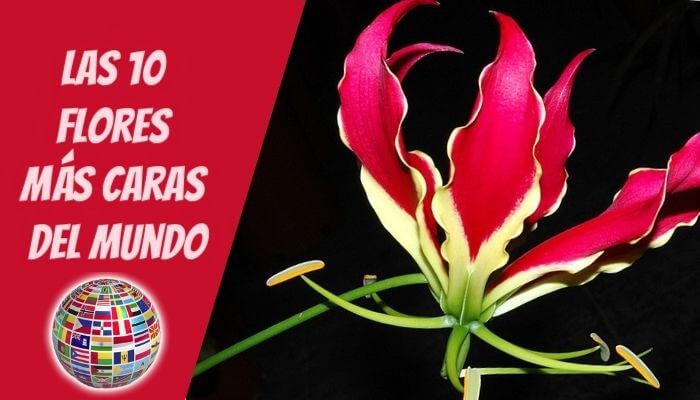 Las 10 flores más caras del mundo