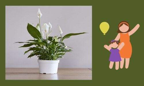 indoor plants for daughter