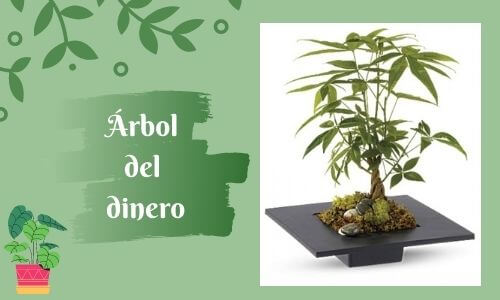 good luckk plant money tree