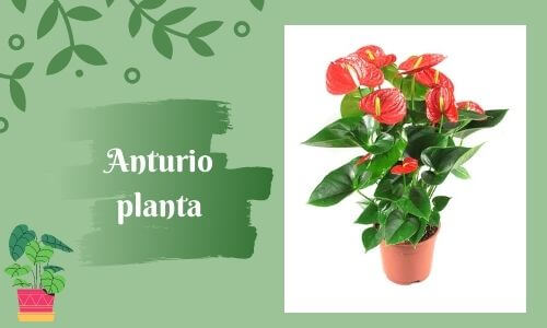 good luc plants anthurium plant