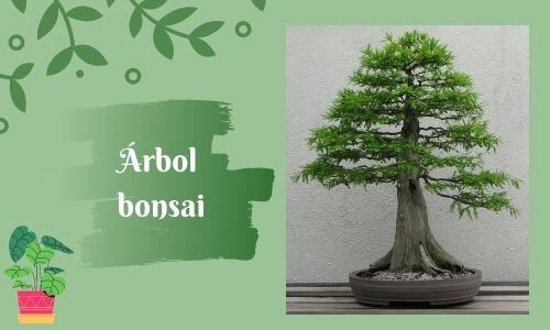 good luck plants bonsia tree