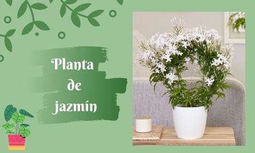 good luck pants jasmine plant
