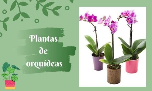 good luck plants orchid plant