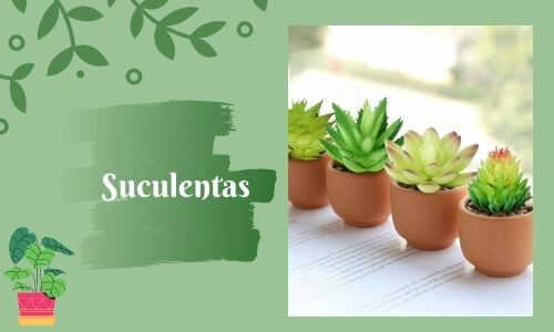 good luckk plants succulents