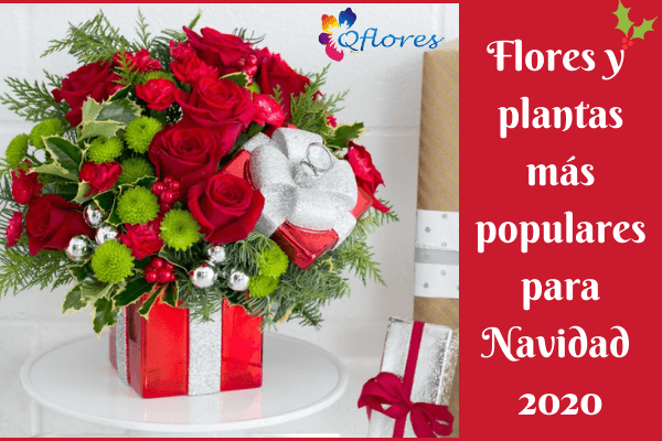 Flores y plantas más populares para Navidad 2020