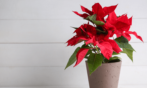 Planta de Poinsettia