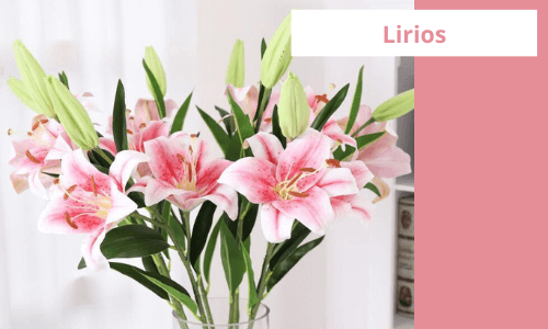 Lirios