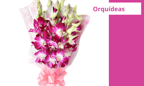 Orquídeas