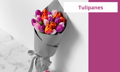 Tulipanes