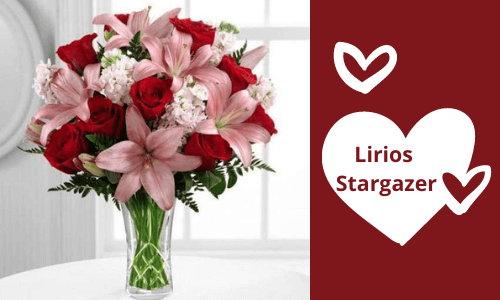 Lirios Stargazer