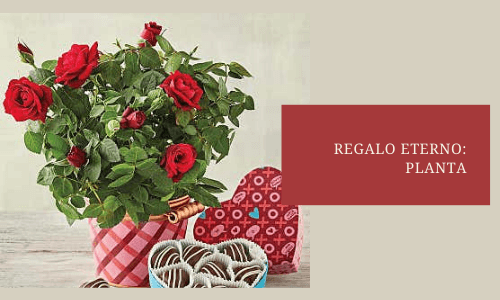 Regalo eterno: planta