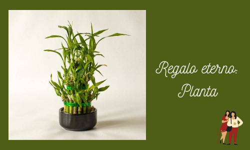 Regalo eterno: Planta