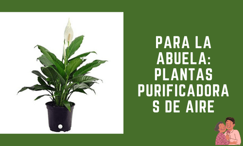 Para la abuela: Plantas purificadoras de aire